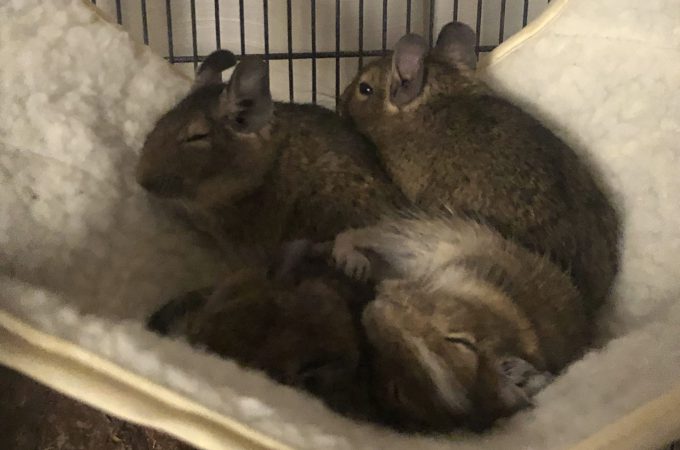 Degu-Burgdorf